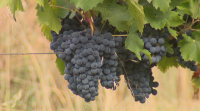 Unha adega de Quiroga aposta por viños vencellados ao territorio