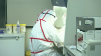 Científicos chineses alertan do perigo dunha nova pandemia por unha cepa da gripe porcina