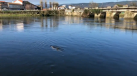 Localizan un golfiño nadando polo río Ulla en Pontecesures