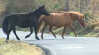Preocupación pola presenza de cabalos ceibos na estrada que une As Pontes e Ortigueira