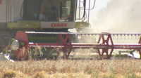 A Limia remata a recollida do trigo de primavera cunha produción de 40 millóns de quilos