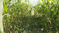 O xabaril arrasa oito hectáreas de millo no concello da Estrada