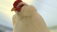 Rouban 40 galiñas araucanas en Xermade por valor de 1.600 euros