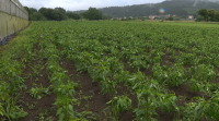 A chuvia arrasou os pementos sementados ao aire libre en Padrón
