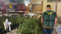 Incáutanse de 6.000 plantas de marihuana en Toledo