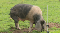 Indultan o semental Cesáreo, un porco celta de case 300 quilos