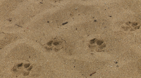 Dous cans traban nunha muller na praia da Mourisca en Bueu