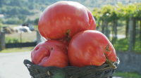 Uns tomates de máis dun quilo sorprenden os seus donos
