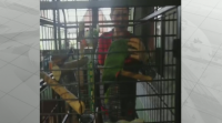 O papagaio Curro regresa á súa casa tras 11 días perdido