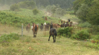 A solta dos cabalos puxo o punto final á Rapa das Bestas de Sabucedo