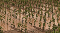 As treboadas danan centos de hectáreas de viñedos na Rioxa