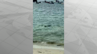 Aparece unha foca na praia de Canido en Vigo para sorpresa dos bañistas