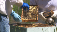 Os apicultores están preocupados polo avance das 'velutinas'