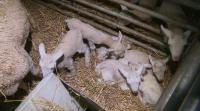 Unha ovella pare seis años en Cospeito, cando o normal é que nazan dúas crías