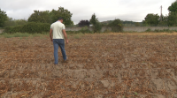 A chuvia paraliza a recollida de patacas na Limia