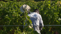 A alerta por tormentas preocupa os viticultores da Ribeira Sacra