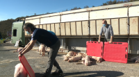 Envorca un camión con 500 porcos vivos en Maceda