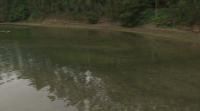 Máis de 500.000 litros de xurro contaminan a zona de desembocadura do río Eo