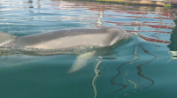 Un golfiño nada a carón dunha embarcación en Portosín