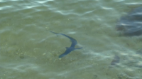 As crías de tiburón azul regresan ás costas de Baiona