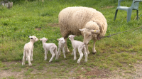 Unha ovella pare por sorpresa catro años nunha aldea de Lalín