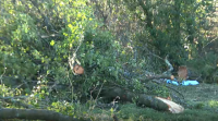 Falece un operario de 61 anos en Cerceda ao caerlle enriba unha árbore