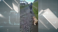 O investigado por dispararlle á cadela Alma non poderá ter nin armas nin animais