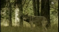 A Xunta recorre a protección do lobo por "improvisada" e "desproporcionada"