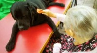 Programa 39: Asociación Ramalladas (Intervencións asistidas con cans)