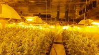 Comisan un milleiro de plantas de marihuana en Barreiros