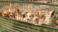 70 cans conviven masificados no patio dunha vivenda ocupada en Lugo