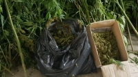 Deteñen un home en Begonte por cultivo de marihuana
