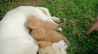 Unha cadela dálles de mamar a dous gatiños en Begonte