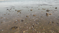 Aparecen milleiros de peixes mortos no Mar Menor