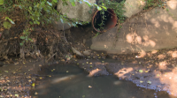 O río Umia sofre verteduras de escabeche cada pouco tempo en Ribadumia