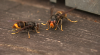 A 'velutina' xa é unha praga asentada e a maior ameaza para a abella