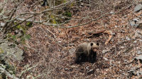As autoridades portuguesas detectan un oso pardo por primeira vez en case 200 anos