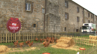 Coren saca á venda este Nadal unha edición limitada de 10.000 unidades da pularda do convento