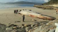 Aparece morta na praia do Balarés, en Ponteceso, unha balea de 17 metros