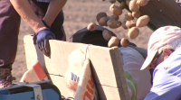 O prezo da pataca en Galicia sobe nun 25% pola falta de stock