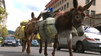Dous burros sorprenden os peóns circulando polo centro de Ourense