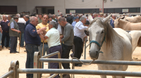A feira cabalar en Amio é unha das tradicións das Festas da Ascensión