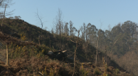 Avanza a rexeneración dos montes de Vigo que arderon na vaga de incendios do 2017