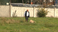 Un veciño de Laracha di que perdeu doce cabezas de gando por ataque de lobos