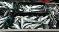 Portugal e España traballan para explotar a pesca de sardiña en igualdade de condicións