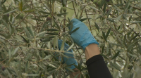 Aceites Abril conta con recoller preto de 50 toneladas de olivas cen por cento galegas
