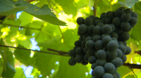 Últimos preparativos na Ribeira Sacra para a vendima deste ano
