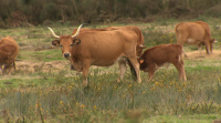 Unha aldea modelo do Incio recuperará terras abandonadas coa cría de vacas cachenas
