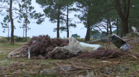 A confraría da Illa de Arousa decláralle a guerra aos plásticos coa axuda dos visitantes