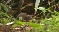 Denuncian a presenza de ratas en San Salvador de Poio